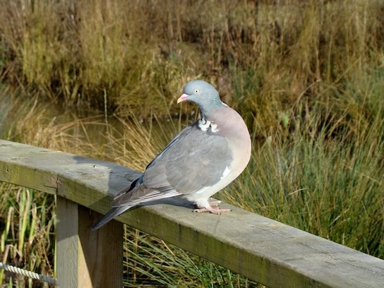 woodpigeon